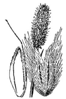 <i>Alopecurus alpinus</i> Sm. ssp. glaucus (Less.) Hultén