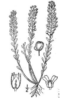 <i>Clypeola alyssoides</i> L.