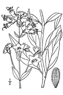 <i>Mirabilis albida</i> (Walter) Heimerl var. uniflora Heimerl