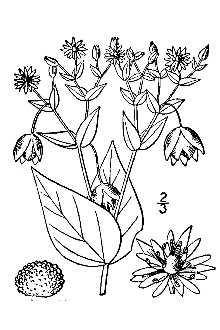 <i>Cerastium aquaticum</i> L.
