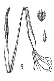 <i>Alopecurus aequalis</i> Sobol. var. natans (Wahlenb.) Fernald