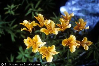 <i>Alstroemeria aurantiaca</i> D. Don