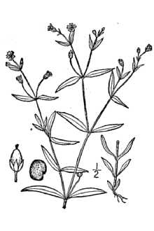 <i>Stellaria borealis</i> Bigelow var. isophylla Fernald