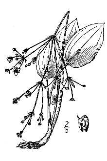 <i>Alisma plantago-aquatica</i> L. ssp. brevipes (Greene) Sam.