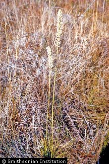 Bracted Colicroot