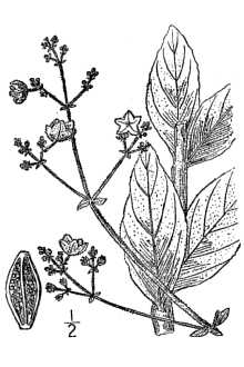 <i>Allionia glabra</i> (S. Watson) Kuntze