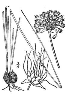 Meadow Garlic