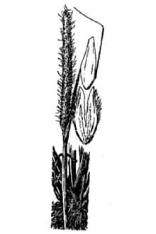 <i>Alopecurus ramosus</i> Poir.