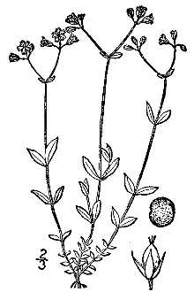 <i>Alsine crassifolia</i> (Ehrh.) Britton