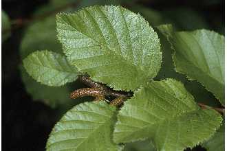 <i>Duschekia viridis</i> (Chaix) Opiz p.p.