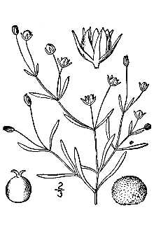 <i>Alsine fontinalis</i> (Short & Peter) Britton