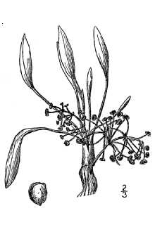 <i>Alisma gramineum</i> Lej. var. geyeri (Torr.) Lam.