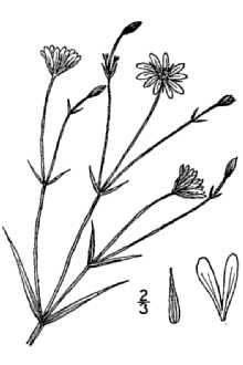 <i>Stellaria fennica</i> auct. non (Murb.) Perf.