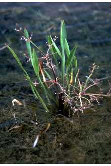 <i>Alisma gramineum</i> Lej. var. graminifolium (Wahlenb.) A.J. Hendricks