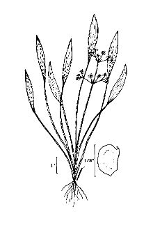 <i>Alisma gramineum</i> Lej. var. graminifolium (Wahlenb.) A.J. Hendricks