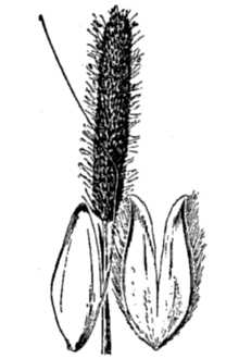 Pacific Foxtail