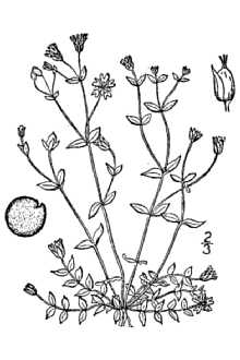 <i>Stellaria humifusa</i> Rottb. var. suberecta B. Boivin