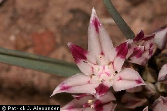<i>Allium scaposum</i> Benth.