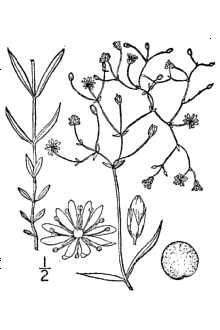 <i>Alsine longifolia</i> (Muhl. ex Willd.) Britton