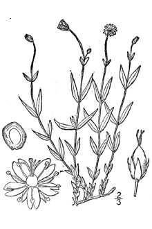 <i>Stellaria longipes</i> Goldie ssp. monantha (Hultén) W.A. Weber