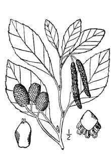 <i>Alnus maritima</i> (Marshall) Muhl. ex Nutt. ssp. metoporina (Furlow) A.E. Murray