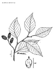 <i>Alnus maritima</i> (Marshall) Muhl. ex Nutt. ssp. metoporina (Furlow) A.E. Murray
