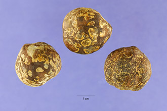 <i>Aleurites moluccana</i> (L.) Willd., orth. var.