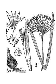 <i>Allium mobilense</i> Regel