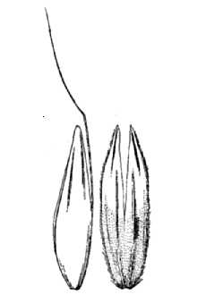 <i>Alopecurus agrestis</i> L.