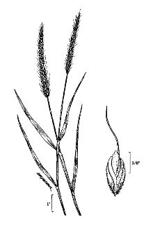 Slender Meadow Foxtail