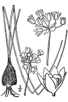 <i>Allium nuttallii</i> S. Watson