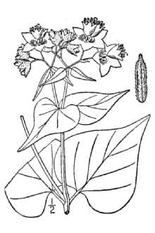 <i>Allionia nyctaginea</i> Michx.
