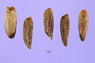 <i>Erysimum alliaria</i> L.