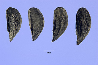 <i>Allium paniculatum</i> L. var. paniculatum