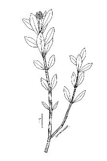 <i>Achyranthes philoxeroides</i> (Mart.) Standl.