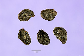 <i>Allium ampeloprasum</i> L. var. porrum (L.) J. Gay