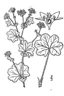 <i>Alchemilla vulgaris</i> L. var. pastoralis (Buser) B. Boivin