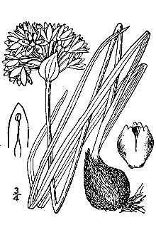 <i>Allium reticulatum</i> G. Don var. playanum M.E. Jones