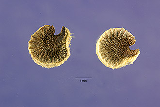 <i>Alcea ficifolia</i> L.