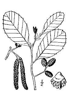 <i>Alnus rugosa</i> (Du Roi) Spreng. var. americana (Regel) Fernald