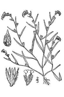<i>Plagiobothrys scouleri</i> (Hook. & Arn.) I.M. Johnst. var. penicillatus (Greene) Cronquist