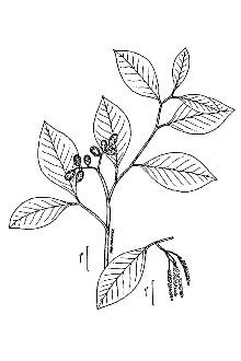 <i>Alnus serrulata</i> (Aiton) Willd. var. subelliptica Fernald
