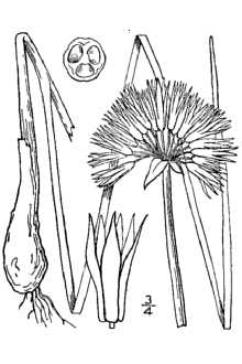 <i>Allium schoenoprasum</i> L. var. laurentianum Fernald