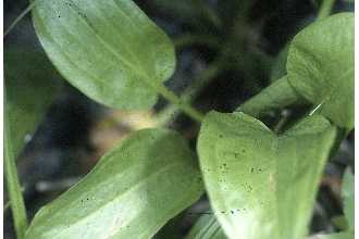 <i>Alisma plantago-aquatica</i> L. var. parviflorum (Pursh) Torr.