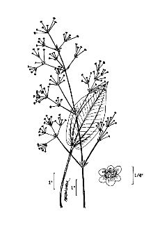 <i>Alisma plantago-aquatica</i> L. ssp. subcordatum (Raf.) Hultén