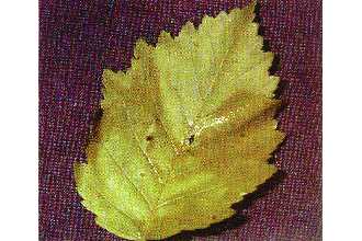 <i>Alnus tenuifolia</i> Nutt.