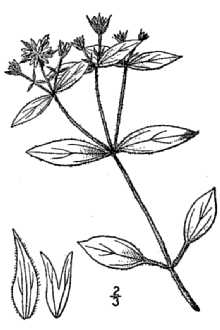<i>Stellaria pubera</i> Michx. var. sylvatica (Beguinot) Weath.