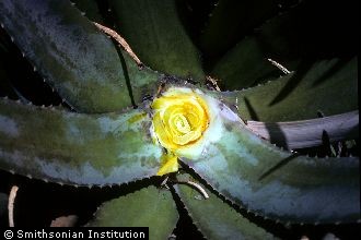 <i>Aloe perfoliata</i> L. var. vera L.