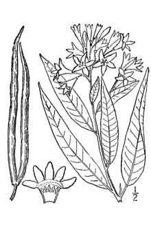 <i>Amsonia amsonia</i> (L.) Britton, nom. inval.