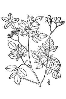 <i>Ampelopsis bipinnata</i> Michx.
